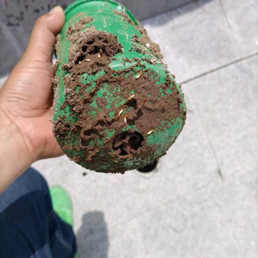 白蚁监测效果展示